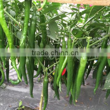 Hybrid green red chilli pepper seeds for sale 7302