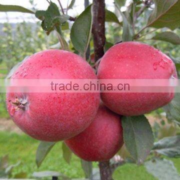 Red Flesh Apple Tree Seedling