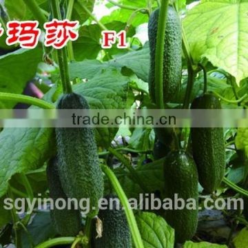 cucumber seeds:Martha F1