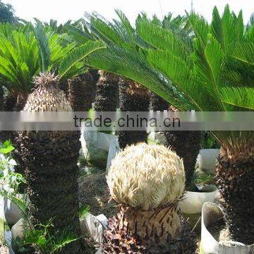 cycas