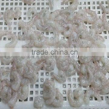 HACCP Vannamei White Shrimp PND Tail-Off