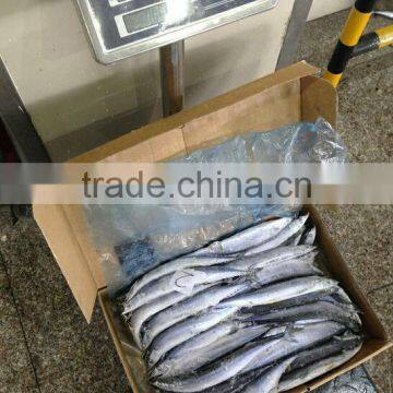 Frozen Paciifc Saury (Cololabis Saira) Whole Round Fresh & Cheap