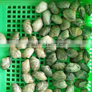 Frozen Cooked Short Necked Clam