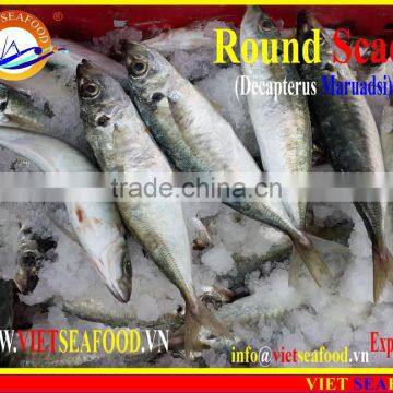 FROZEN MARUADSI WHOLE ROUND (ROUND SCAD) photo-4