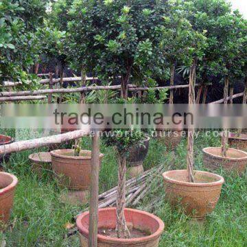 Aglaia odorata higher trunk for landscaping