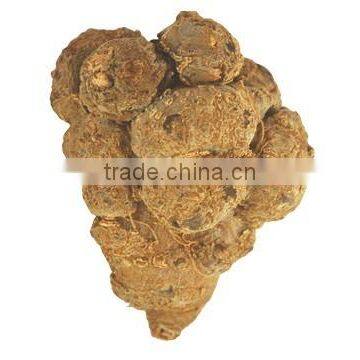 100% Natural Panax Pseudoginseng Notoginseng San Qi or Tian Qi photo-3