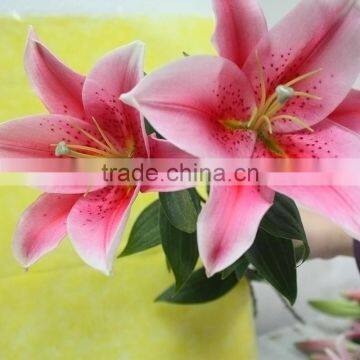 Supply High Quality Lilium Flower Fresh Cut Pink Lily 10 Stems/Bundle From YunNan