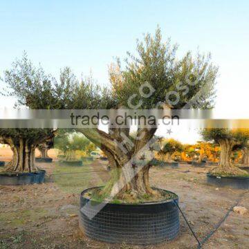 Cieza Collection - Millenary Olive Trees photo-6