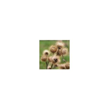 sell Burdock Seed Extract