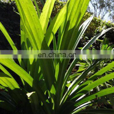 100% Natural Pandan Leaf/High Quality With Price Pandan Leaf From Vietnam photo-4