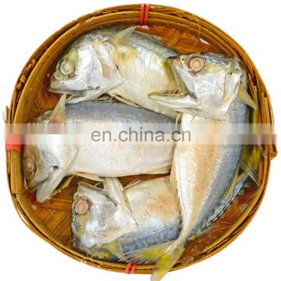 china frozen indian mackerel fish rastrelliger kanagurta