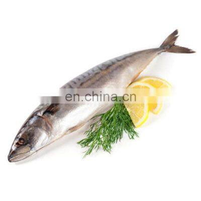 sea frozen pacific mackerel fish frozen mackerel chub mackerel whole round