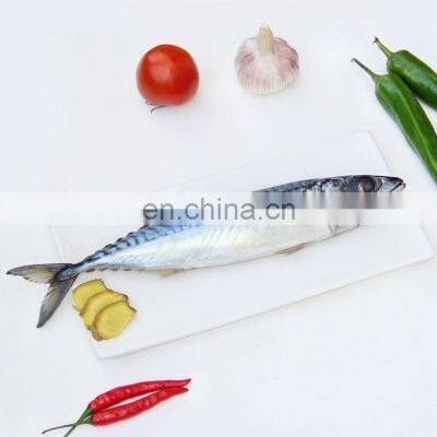 pacific mackerel frozen fish frozen pacific mackerel fish whole round scomber japonicus