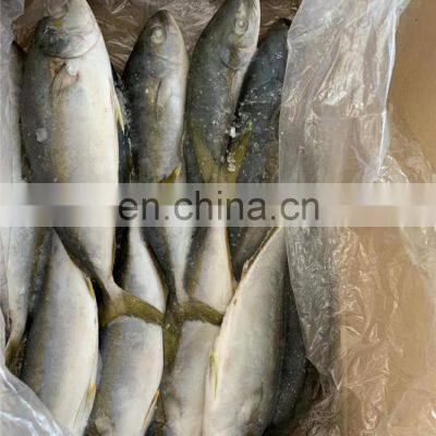 Frozen Yellow Tail Fish Travelly Fish Yellowtail Fish Seriola Quinqueradiata