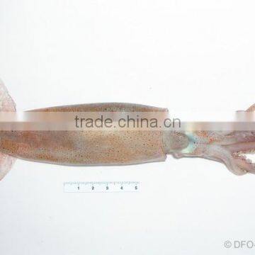 WR Frozen Illex Squid - Whole, Tube, Rings and Tentacles photo-2