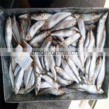 Frozen Canned Sardine photo-3