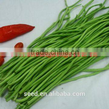 Chinese early maturity cowpea bean seeds