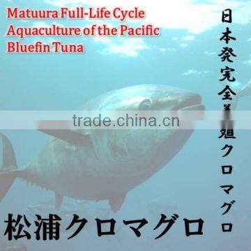 Matuura Bluefin Tuna is Not a Frozen Fish, it Fresh Tuna Fish.