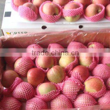 Fresh apple for new season for sale