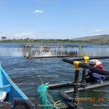 the most popular tilapia fish farming in lakes