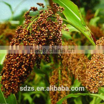 Very Competitive Grain Sorghum Price