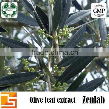 Manufacturerer Supply High Quality Organic Olive Leaf P.E.