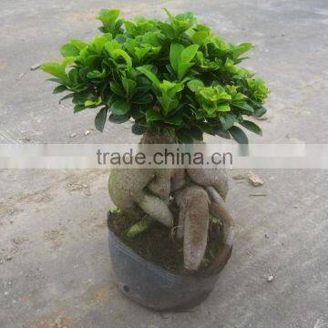 100g-2000g Ficus Ginseng decorative indoor plants