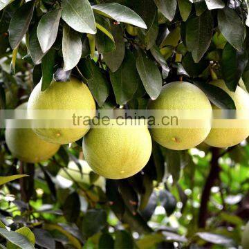 Honey tasty wholesale pomelo white pulp pomelo