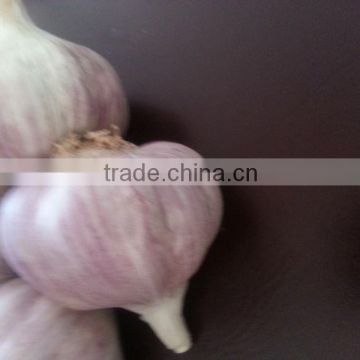 Fresh Garlic