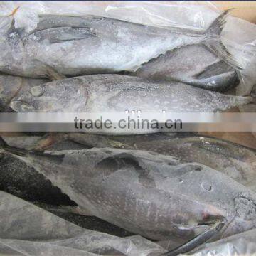 frozen fresh yellowfin tuna fish for sale