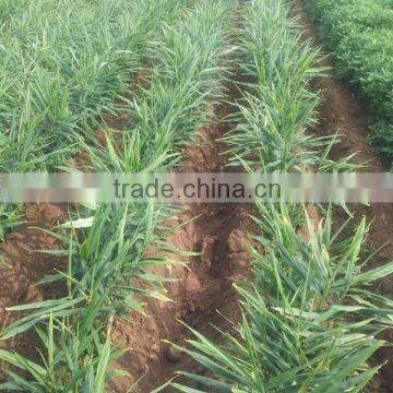 small farm used hill-up machine for chili farming