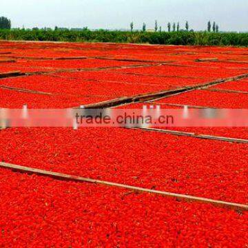 2015's new crop gji berries with good price