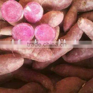 10kg/ctn Purple Sweet Potato