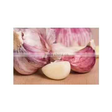 Takings Egyptian Garlic...dry Garlic With Best Quality photo-2