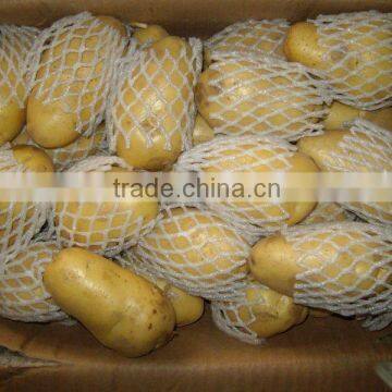 Yellow holland fresh Potato