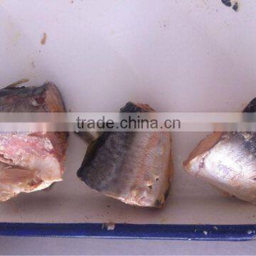 canned mackerel