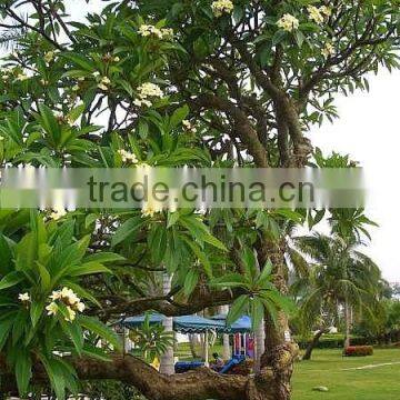 White Flowers Plumeria