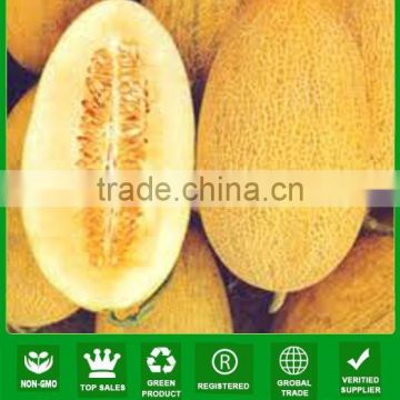 NSM18 Dianna Yellow oval big sweet melon seeds prices