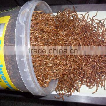 Dry Pet Food Fish Food Mealworms Golden Yellow(2.8cm)