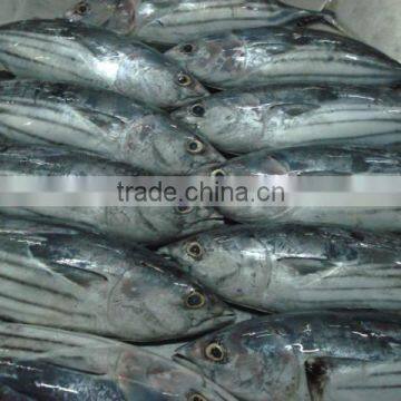 Skipjack Tuna