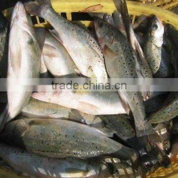 Frozen Seabass Lateolabrax Japinicus From Zhejiang of China photo-2