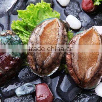 Frozen Seafood Exporter 100% Natural Frozen Abalone photo-4