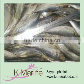 Good sea frozen horse mackerel exporter