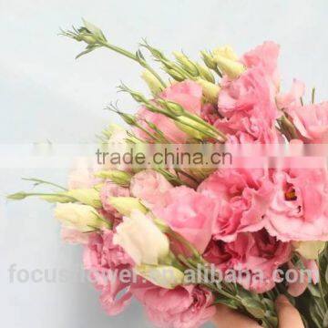 2017 New Cut Fresh Eustomas With Factory Price photo-5