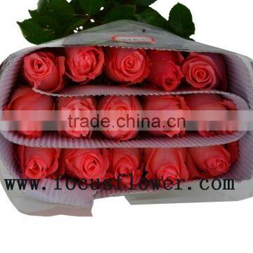 Newest big bud rose flower high quality rose flower diana for wedding decoration from kunming