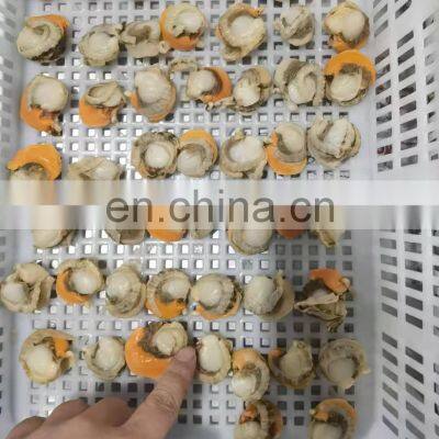 Frozen Farreri Scallop Frozen Scallop Meat photo-3