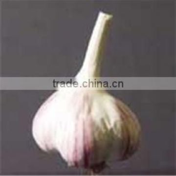 Chinese Garlic Organic