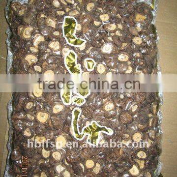 Shiitake Mushroom Cultivation photo-2
