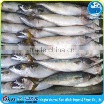 frozen pacific mackerel fish scomber japonicus products