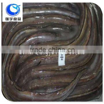 wholesale fishing frozen eel fish